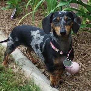 Meet your Posher, Rodger